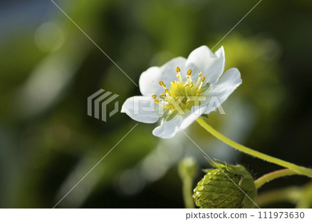草莓白花 111973630