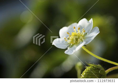 草莓白花 111973631