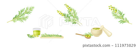 Wormwood or Southernwood Plant Extract and Herb Vector Set 111973829