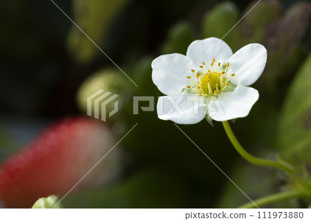 白色的草莓花和紅色的草莓 111973880