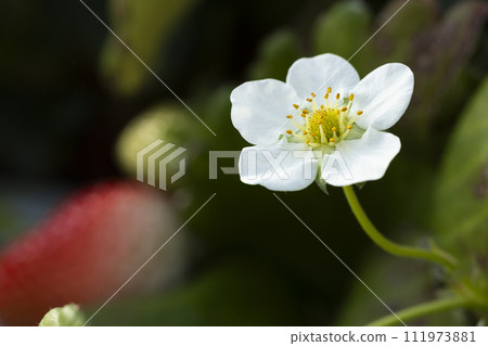 White strawberry flowers and red strawberries 111973881