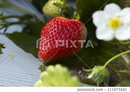 白色的草莓花和紅色的草莓 111973882