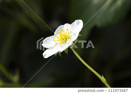 草莓白花 111973887