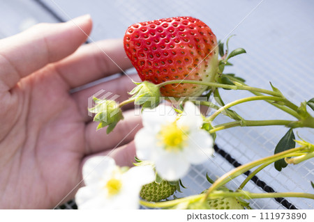 白色的草莓花和紅色的草莓 111973890