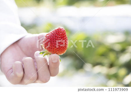 孩子的手摘草莓 111973909