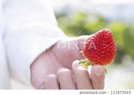 孩子的手摘草莓 111973910