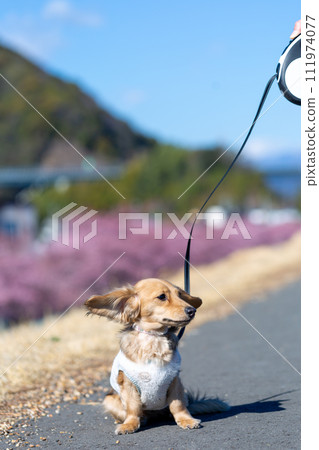 Dachshund walking on the riverbed Dachshund walking on the riverbed 111974077
