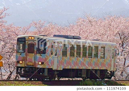 櫻花盛開,殘雪,花長井線,山形鐵道 櫻花盛開,殘雪,花長井線,山形鐵道 111974109