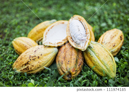 Pile Of  cocoa fruits pods lay on grass background on sunny day. Fresh cocoa pod cut exposing cocoa seeds. 111974185
