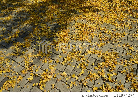Shadows on the fallen leaves of the ginkgo trees at Chichibu Muse Park 111974274