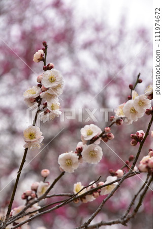 白梅花 111974672