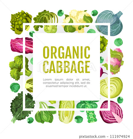 Cabbage Vegetable Banner Design with Crop Vector Template 111974924