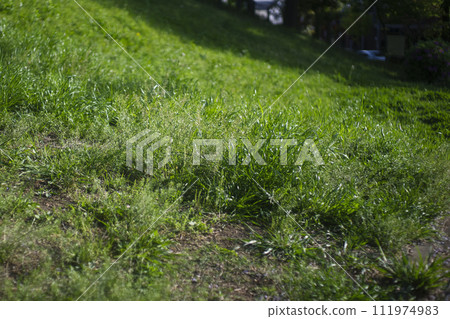 Summer grass wet with morning dew 111974983