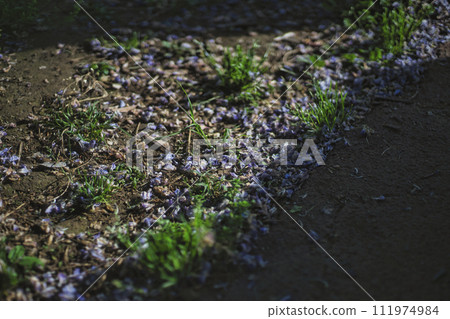 petals fallen in the rain 111974984