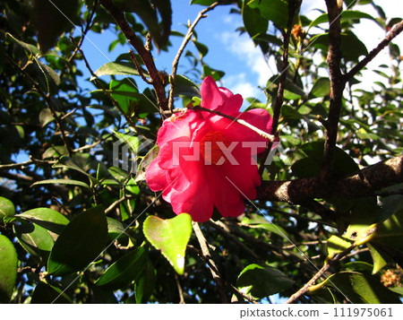 （老緊湊數位）紅茶梅 111975061