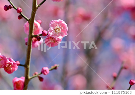 Plum blossoms telling the spring Plum blossoms telling the spring 111975163
