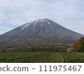 Looking up at Mt. Yotei 111975467