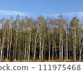 Autumn breeze and white birch 111975468