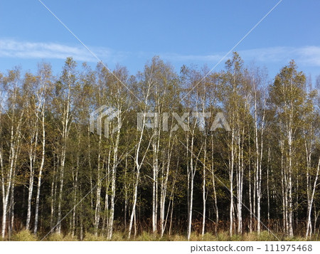 Autumn breeze and white birch 111975468