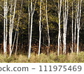 white forest darkness 111975469