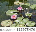 Pink water lily reflected on the surface of the water 111975470