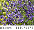 I'm working in a lavender field. 111975471