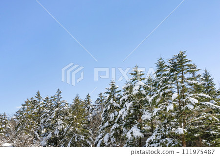 靜岡縣裾野市水塚公園，冷杉樹和降雪景觀 111975487
