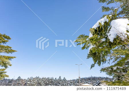 Mizugatsuka Park, Susono City, Shizuoka Prefecture, landscape of fir trees and snowfall Mizugatsuka Park, Susono City, Shizuoka Prefecture, landscape of fir trees and snowfall 111975489