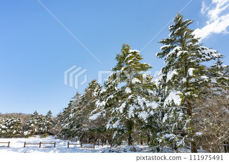 Mizugatsuka Park, Susono City, Shizuoka Prefecture, landscape of fir trees and snowfall Mizugatsuka Park, Susono City, Shizuoka Prefecture, landscape of fir trees and snowfall 111975491