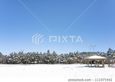 Mizugatsuka Park, Susono City, Shizuoka Prefecture, landscape of fir trees and snowfall Mizugatsuka Park, Susono City, Shizuoka Prefecture, landscape of fir trees and snowfall 111975492