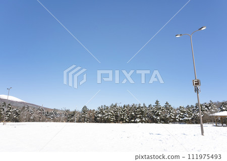 Mizugatsuka Park, Susono City, Shizuoka Prefecture, landscape of fir trees and snowfall Mizugatsuka Park, Susono City, Shizuoka Prefecture, landscape of fir trees and snowfall 111975493