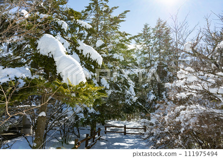 靜岡縣裾野市水塚公園，冷杉樹和降雪景觀 111975494