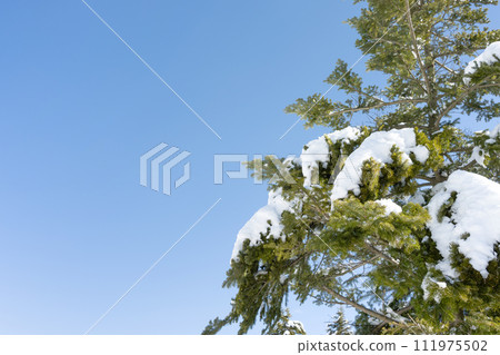 靜岡縣裾野市水塚公園,冷杉樹和降雪景觀 靜岡縣裾野市水塚公園,冷杉樹和降雪景觀 111975502