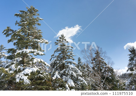 Mizugatsuka Park, Susono City, Shizuoka Prefecture, landscape of fir trees and snowfall Mizugatsuka Park, Susono City, Shizuoka Prefecture, landscape of fir trees and snowfall 111975510