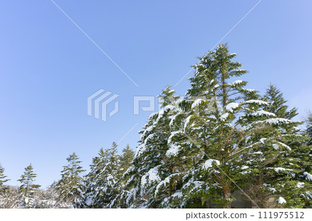 Mizugatsuka Park, Susono City, Shizuoka Prefecture, landscape of fir trees and snowfall Mizugatsuka Park, Susono City, Shizuoka Prefecture, landscape of fir trees and snowfall 111975512