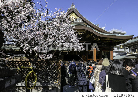 Plum trees, the main shrine, and people worshiping Plum trees, the main shrine, and people worshiping 111975672