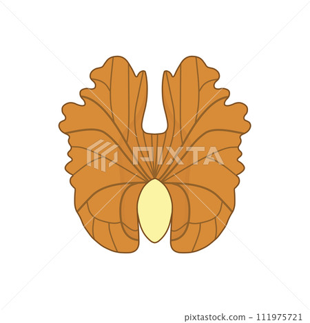 Walnut kernels (edible, nuts) Walnut kernels (edible, nuts) 111975721