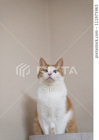 凝視貓，棕色虎斑白 111975963