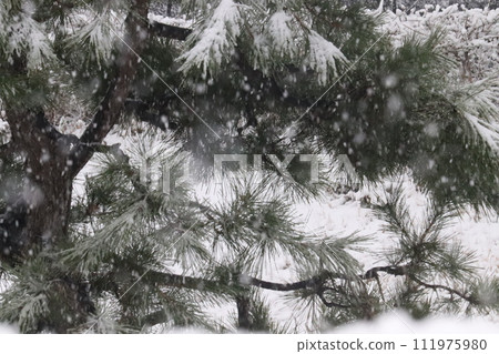 Fantastic scenery of falling snow and pine trees① Fantastic scenery of falling snow and pine trees① 111975980