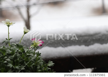 Spider magna flowers blooming on the balcony on a snowy day 111975981