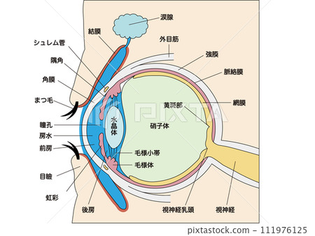 Eye structure 111976125