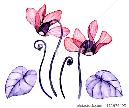 transparent cyclamen flowers. watercolor drawing, set of tropical flowers, x-ray 111976495