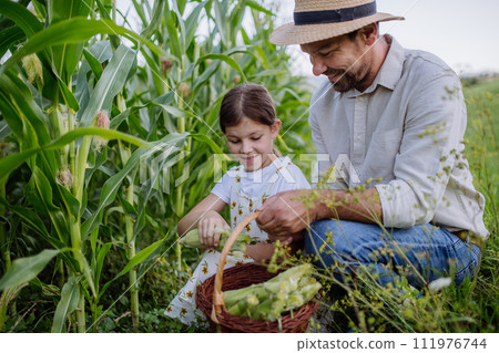 Farmer with young daughter harvesting corn on the field. Girl helping to pick fresh corn cob from the plant. 111976744