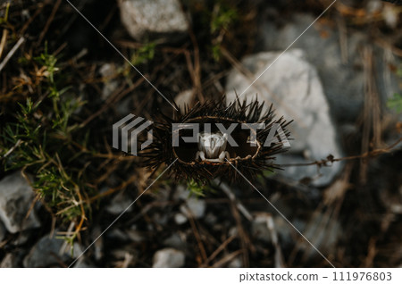 Sea urchin with broken spiky shell, dried inside. Sea urchin with broken spiky shell, dried inside. 111976803
