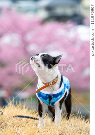 Boston terrier walking on the riverbed 111976907