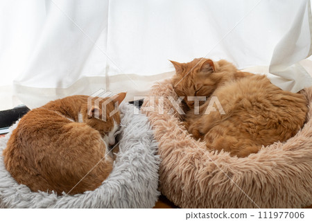 Two cats sleeping by the window 111977006
