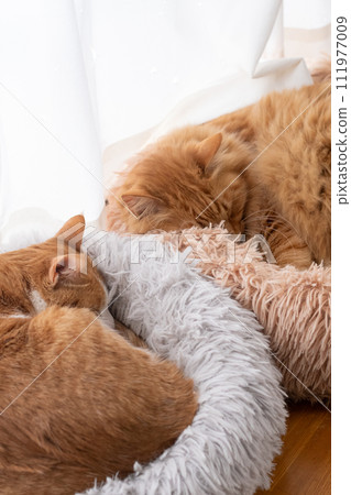 Two cats sleeping by the window 111977009