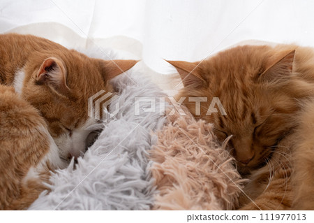 Two cats sleeping by the window 111977013
