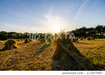 Sunset Silhouettes of Haystacks in a Country Field Sunset Silhouettes of Haystacks in a Country Field 111977067