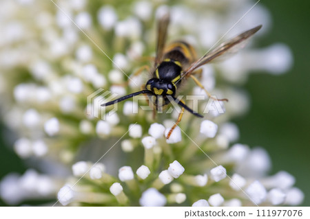 Wasp on White Buddleia Flower Macro 111977076